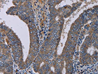 PVRL4 Antibody