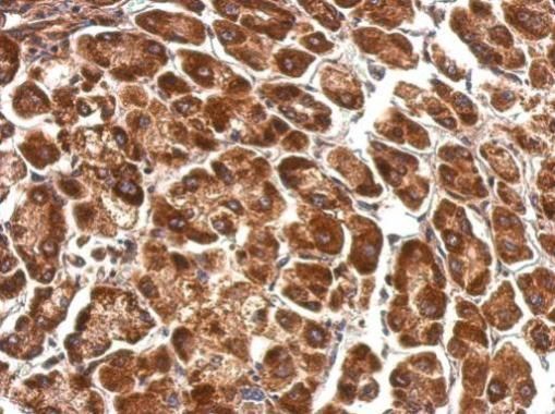 Pyruvate Dehydrogenase E1 alpha Rabbit Polyclonal Antibody
