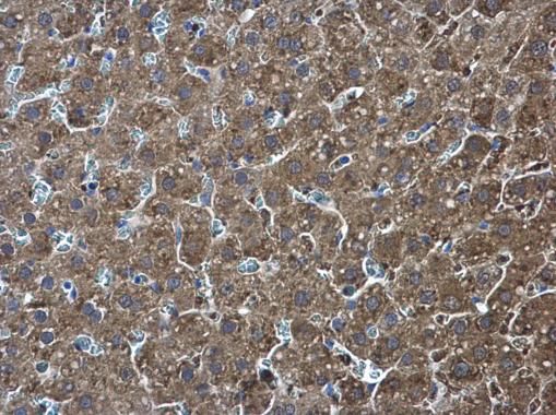 Pyruvate Kinase Rabbit Polyclonal Antibody