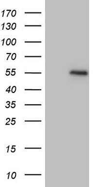 CDH4 Antibody