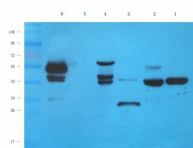 RAB21 antibody