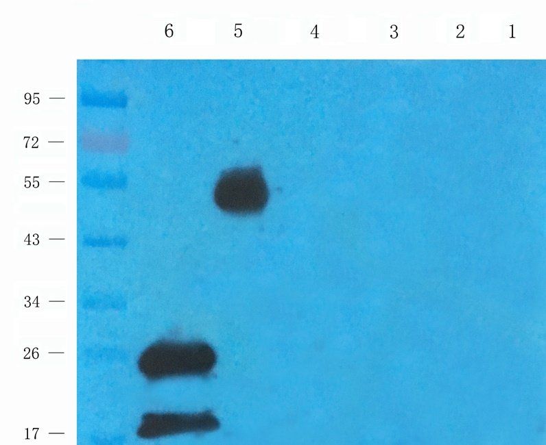 Rab28 antibody