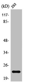 RAB35 Antibody