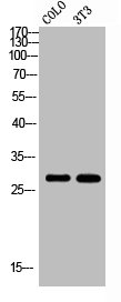RAB6A Antibody