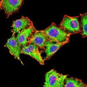 Rab6b Antibody