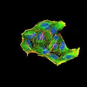 Rab6b Antibody