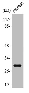RAB6C Antibody