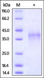 Rabbit PD-1 Protein, His Tag