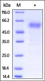 Rabbit PD-1 Protein, Fc Tag