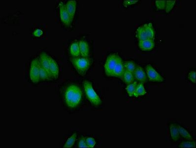 RABGGTA Antibody
