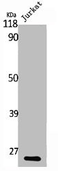 RABL2A Antibody