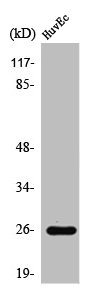 RABL2A Antibody