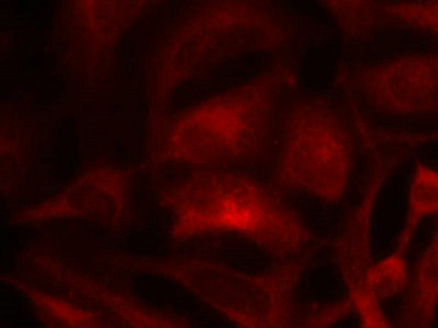 RAC1 Antibody
