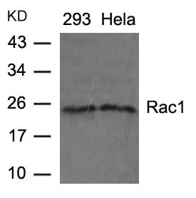 RAC1 Antibody