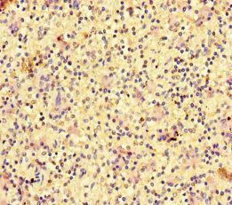 RAC1 Antibody