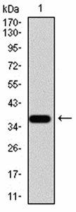 RAD18 Antibody
