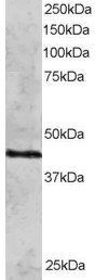 Goat anti-RAD51C Antibody