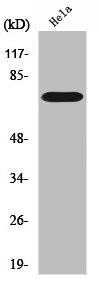 RAF1 Antibody