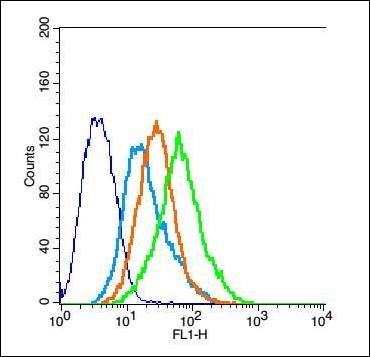 RAI3 Rabbit Polyclonal Antibody