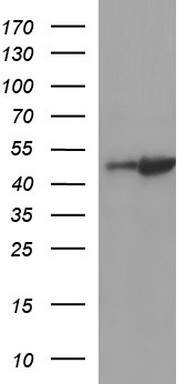RALB Antibody