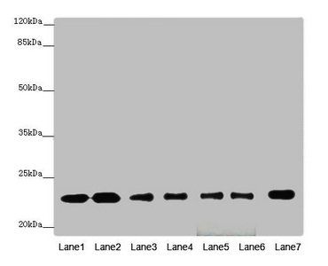 RALB Antibody