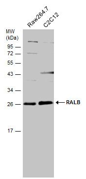 RALB Rabbit Polyclonal Antibody