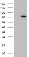 RALBP1 Antibody