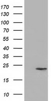 RALBP1 Antibody