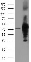 RALBP1 Antibody