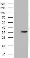 RALBP1 Antibody