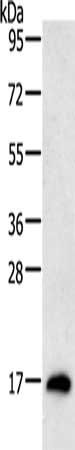 RAMP1 Antibody