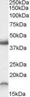 Ramp1 (C-Term., mouse) Antibody