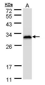 RAN binding protein 1 Antibody