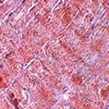RANBP10 Rabbit Polyclonal Antibody