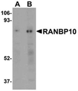 RANBP10 Rabbit Polyclonal Antibody