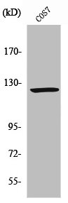 RANBP6 Antibody