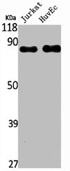 RAP1GAP Antibody
