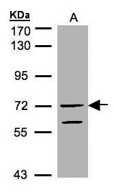 KCC4 Rabbit Polyclonal Antibody