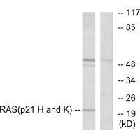 NRAS/HRAS/KRAS Antibody