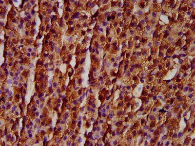 RASSF3 Antibody