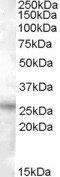 Goat anti-RASSF3 Antibody