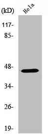 RASSF6 Antibody