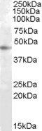 Goat anti-RASSF6 Antibody