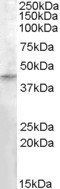 RASSF8 Antibody