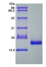 Rat IL1RA protein