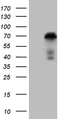 RB1 Antibody