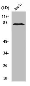 RBAK Antibody