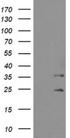 RBBP7 Antibody