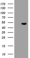 RBBP7 Antibody