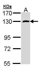RNA binding motif protein 15 Antibody